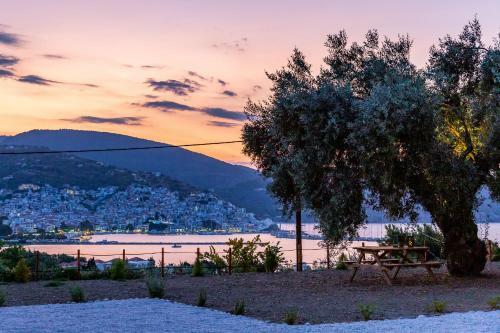 Olive Grove Apartment