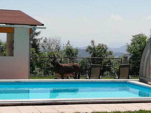 Agroturismo Erlebnisbauernhof Steinerhof