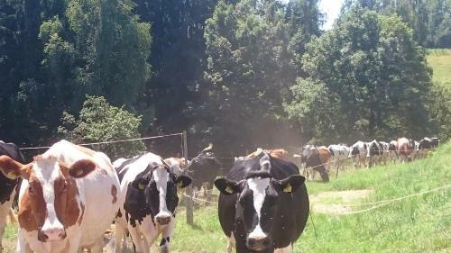 Agroturismo Erlebnisbauernhof Steinerhof