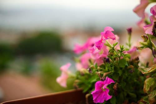 Apartamento Mansion Chalatsopoulos
