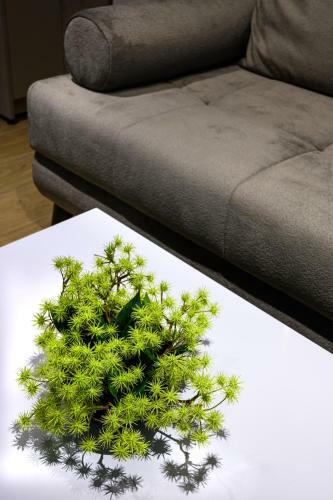 Blackhaus Apartments