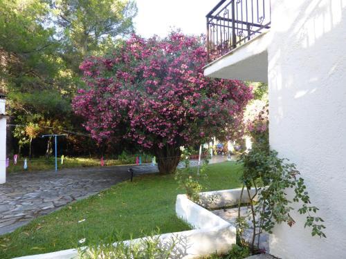 Amalia Apartments