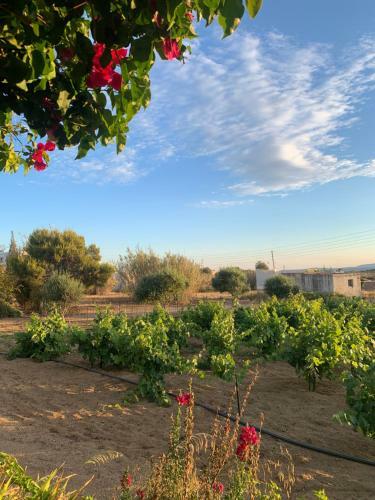 Apartamento Vino Suites