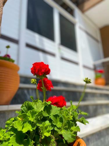 Apartamento Thealos Inn