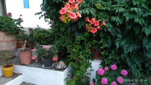Apartamento Skiathos Riviera Studios
