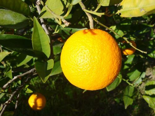 Casica De Perint�n