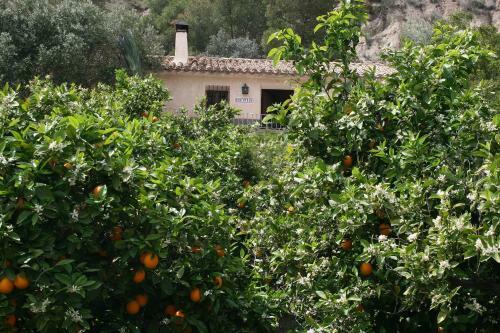 Casica De Perint�n