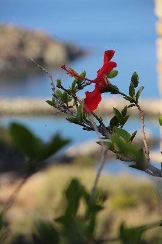 Apartamento Cozy Guesthouse - Agios Romanos