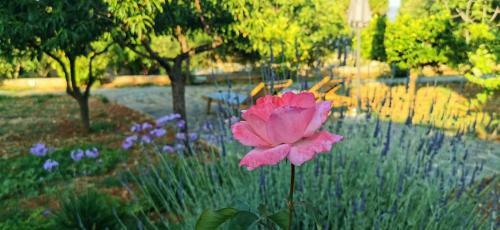 Ploes Luxury Cottages