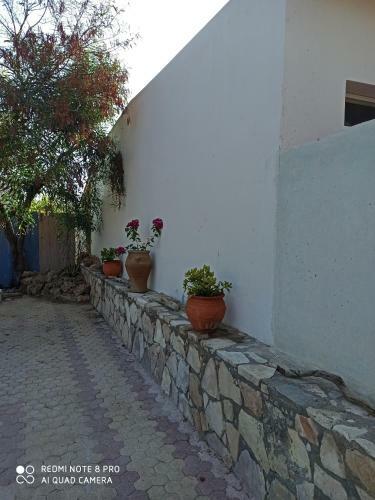 Cactus Home