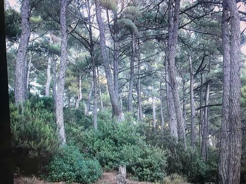 Apartamento Despina Studios Kastanies Raxes Ikaria # 7