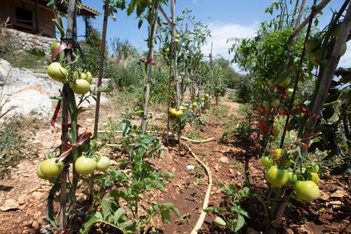 Agroturismo Anemos