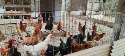 Quarto Su�te Itapo� - Sc
