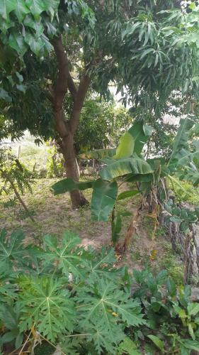 Natural Hostel Atins
