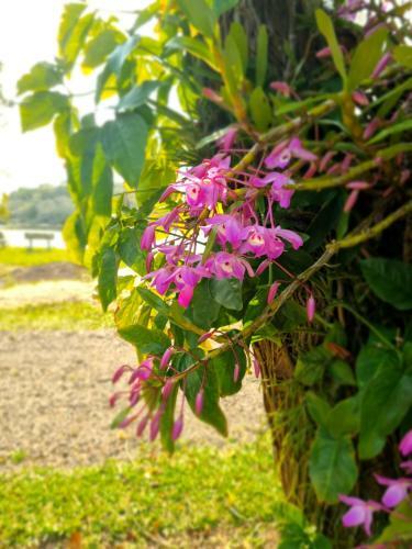 Villa S�tio Das Pitayas