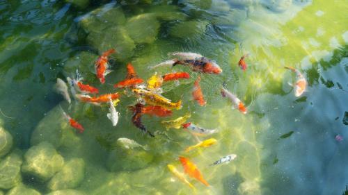Pisces Garden B&B