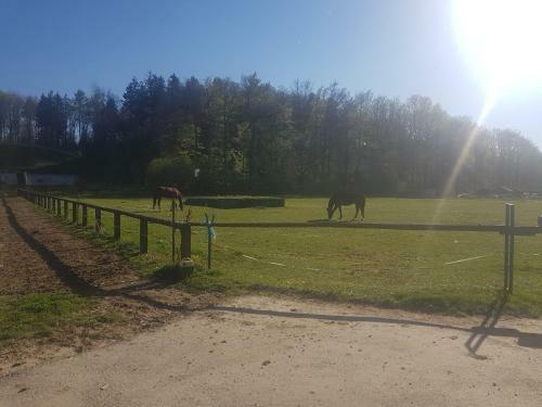 Ponyhof