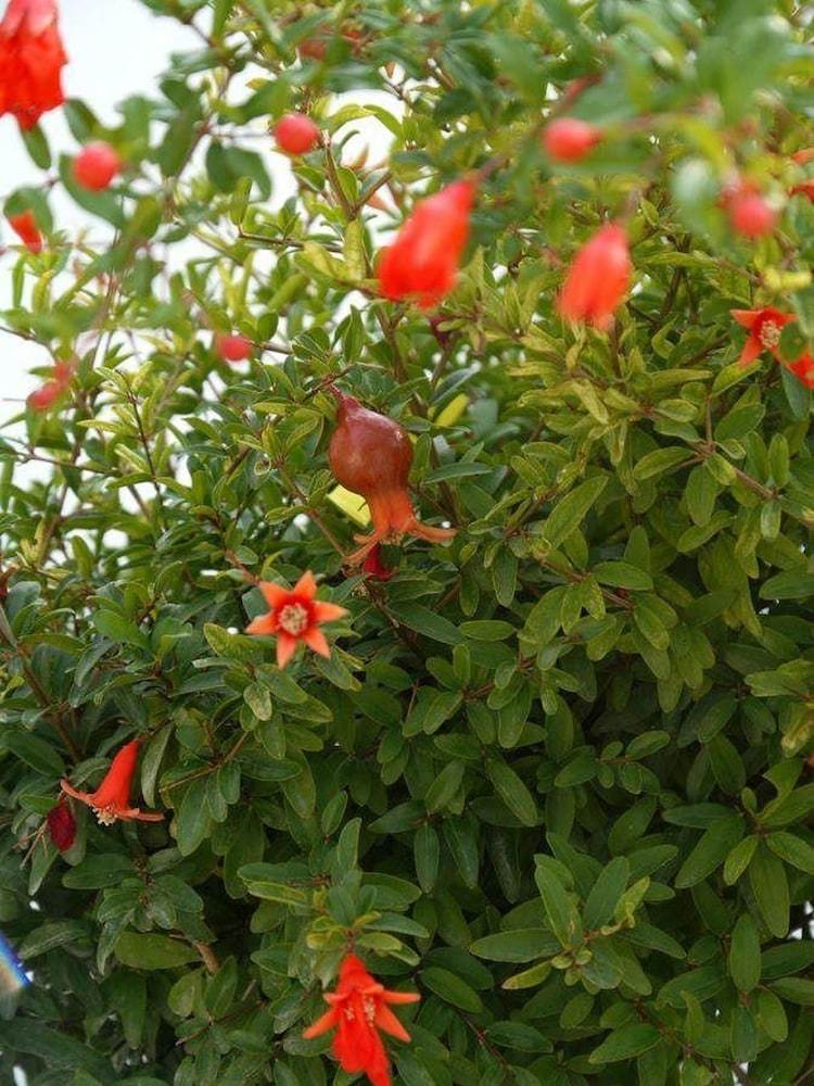 Bed & Breakfast Il Giardino Delle Sete