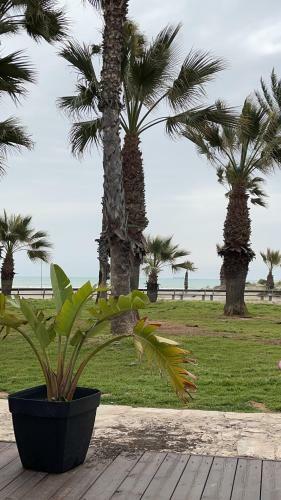 Apartamento Appartement ??los Pinos?? 50m de La Plage