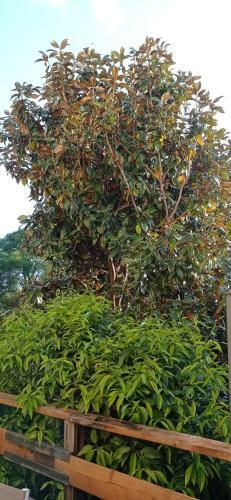 Le Magnolia