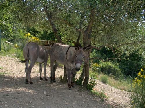 Agroturismo Casignano