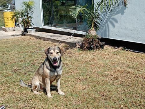 Hostal Hotel Para Perros Dog Season S