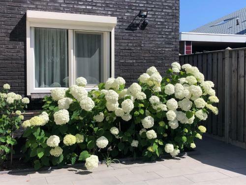 Apartamento Zoutelande Koddelaan Vakantiewoning