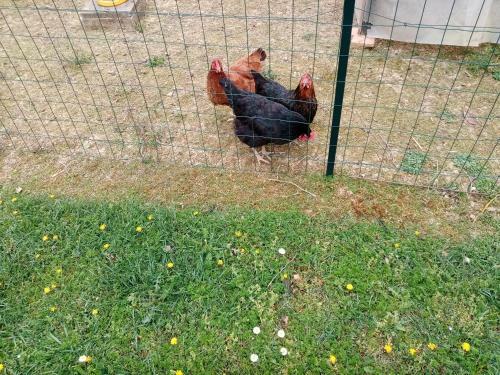 Bed & Breakfast L Escapade