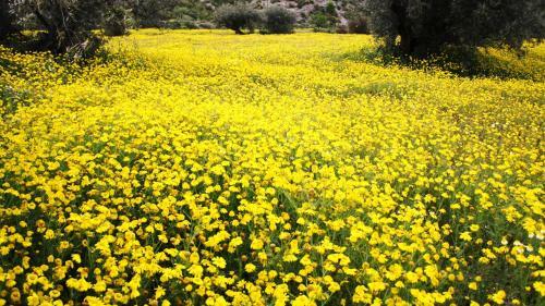 Cortijo Los Nopales