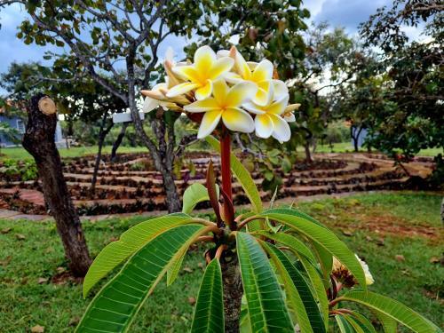 Glamping Flor Do Pequi