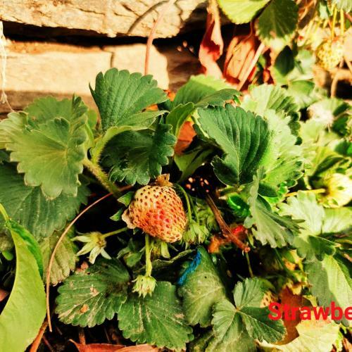 Hilltop Retreat Mukteshwar Homestay