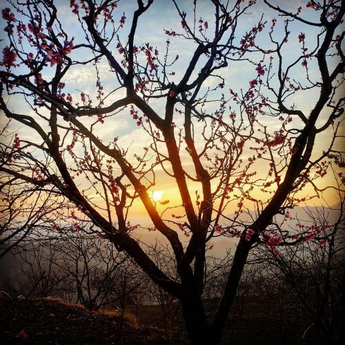 Hilltop Retreat Mukteshwar Homestay