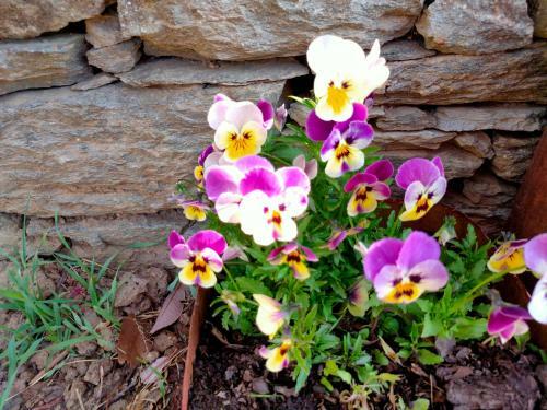 Hilltop Retreat Mukteshwar Homestay