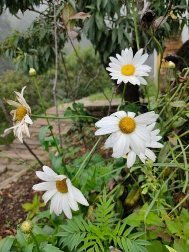 Hilltop Retreat Mukteshwar Homestay