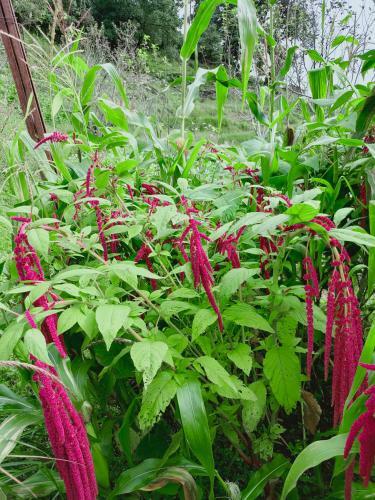 Hilltop Retreat Mukteshwar Homestay