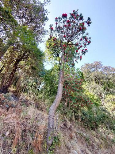 Hilltop Retreat Mukteshwar Homestay