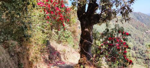 Hilltop Retreat Mukteshwar Homestay