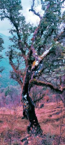 Hilltop Retreat Mukteshwar Homestay