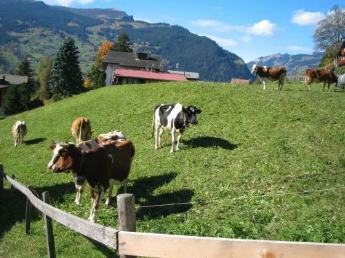 Hotel Alpenhof