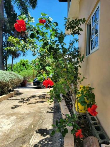 Sunbreeze Ocho Rios - 1 Bedroom Apartment