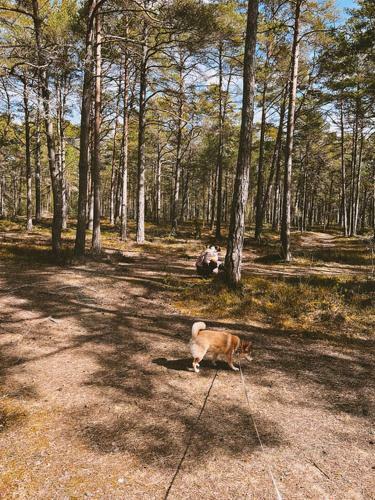 Puhkusemaja Laulasmaal