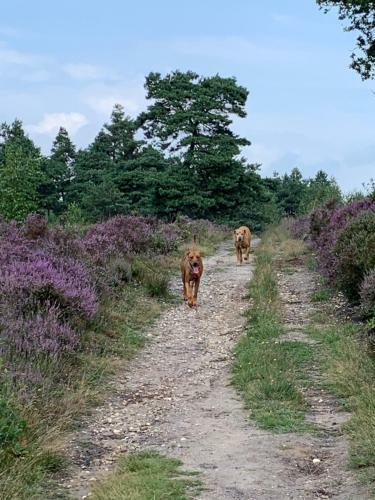 Bed & Breakfast Haarles Landleven