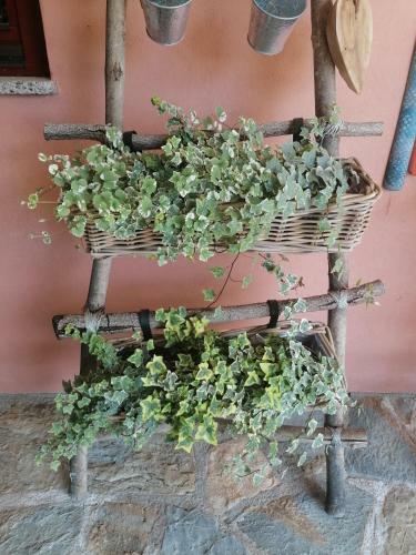 Apartmaji Villa Cedole