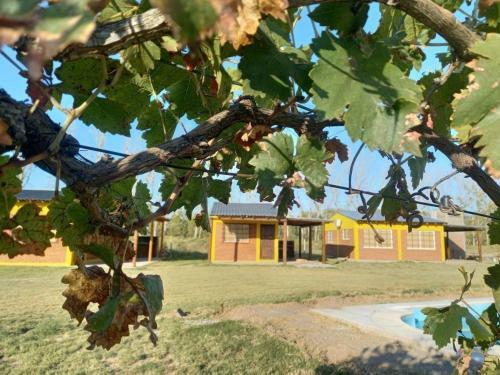 Mora Caba�as