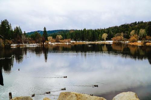 Paradise In The Pines