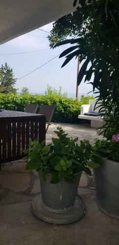 Zoe's Summer House