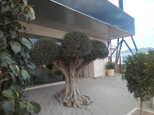 Olimpia Hoteles