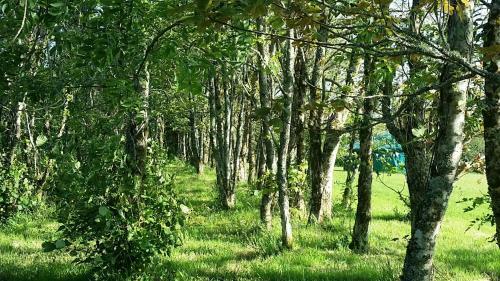 Sycamore Yurt Award Winning Wych Elm Glamping
