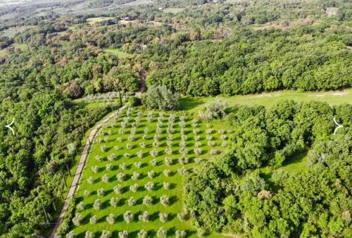 Villa Podere Fungaio - Belocations