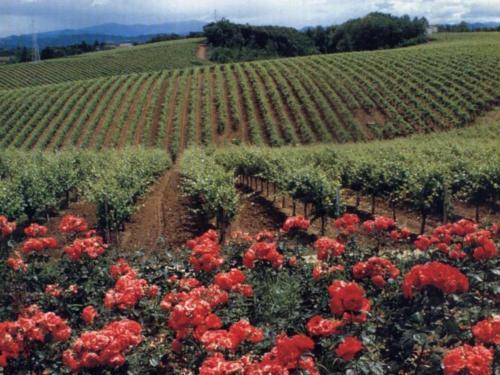 Agroturismo Agriturismo Tenuta La Marchesa